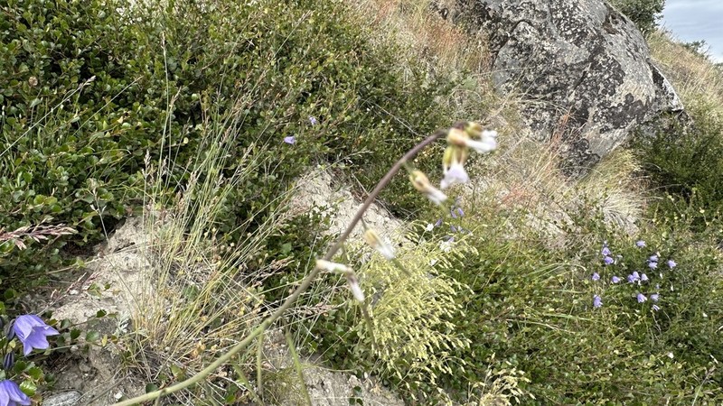 Holboell's Rockcress photo 4