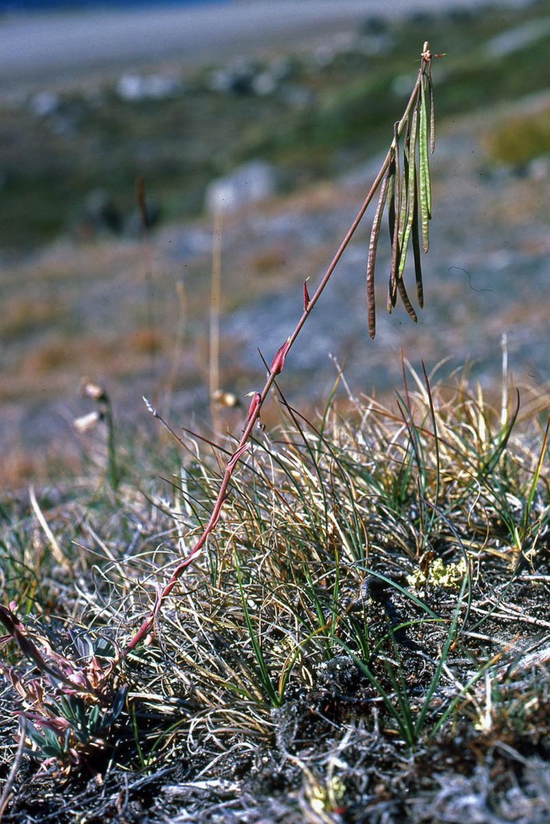 Holboell's Rockcress photo 5