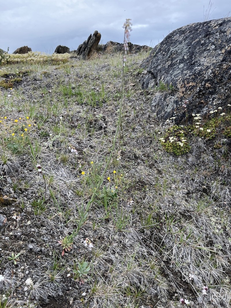 Holboell's Rockcress photo 6