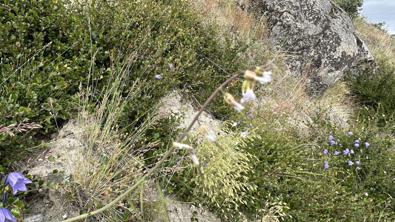 Holboell's Rockcress photo 7