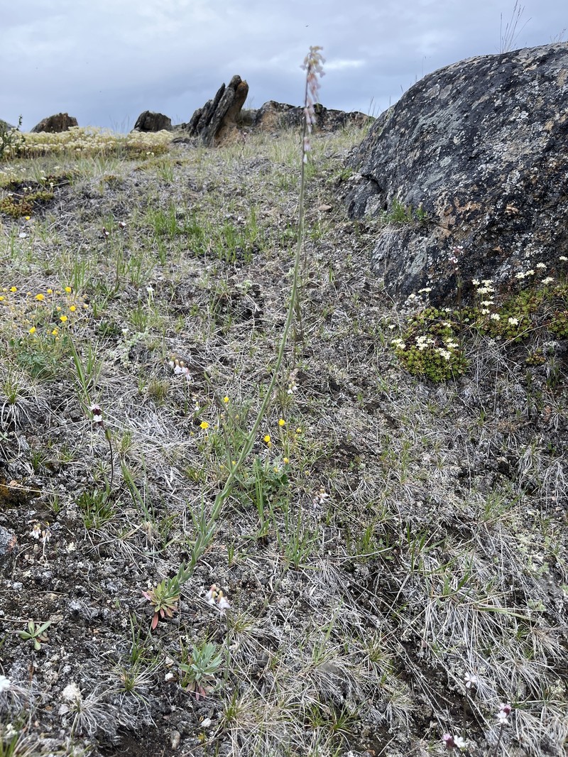 Holboell's Rockcress photo 8
