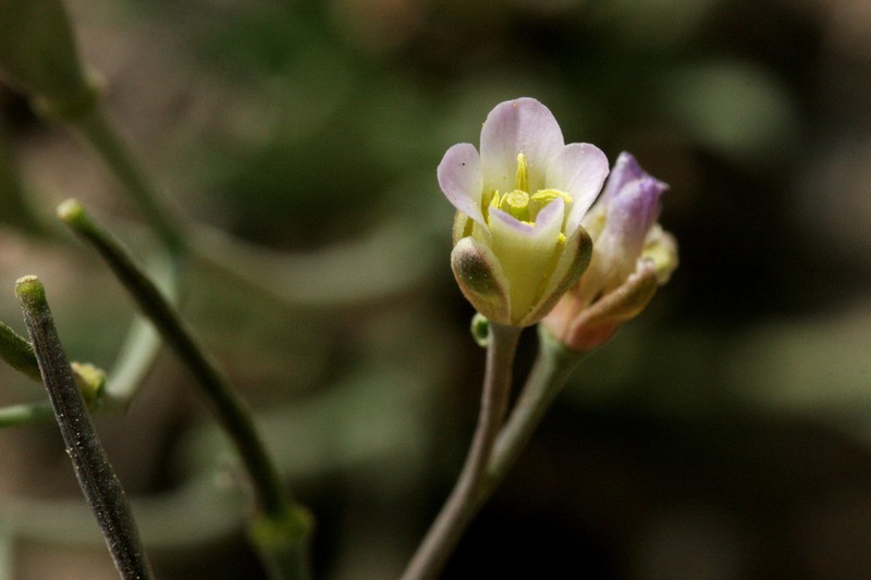 Boechera howellii photo 2