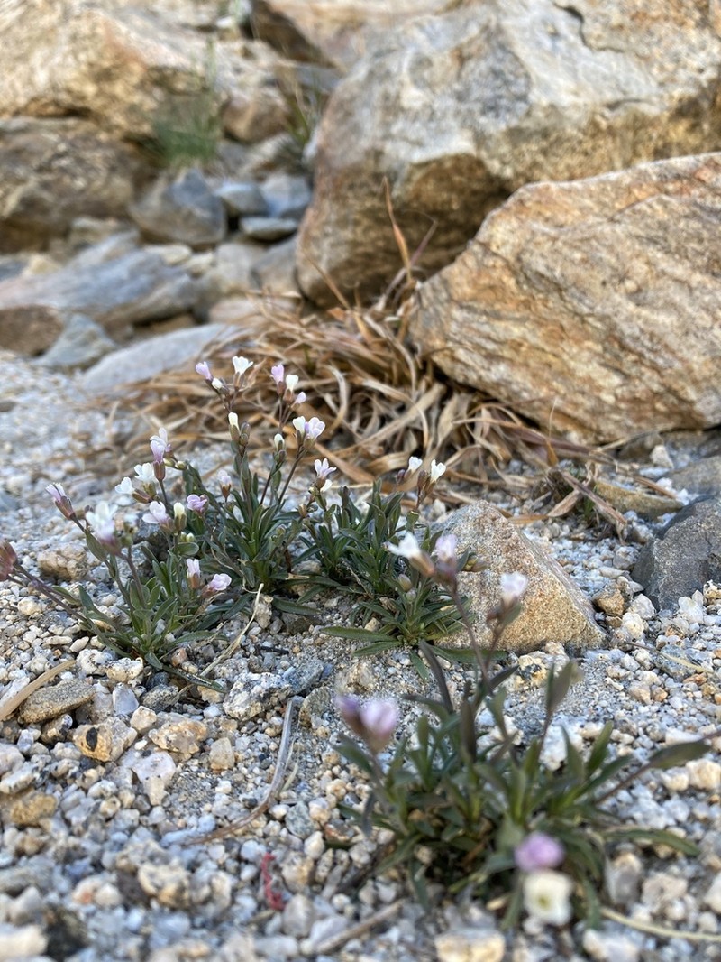 Boechera howellii photo 5