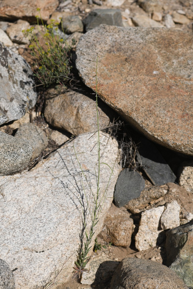 Inyo Rockcress