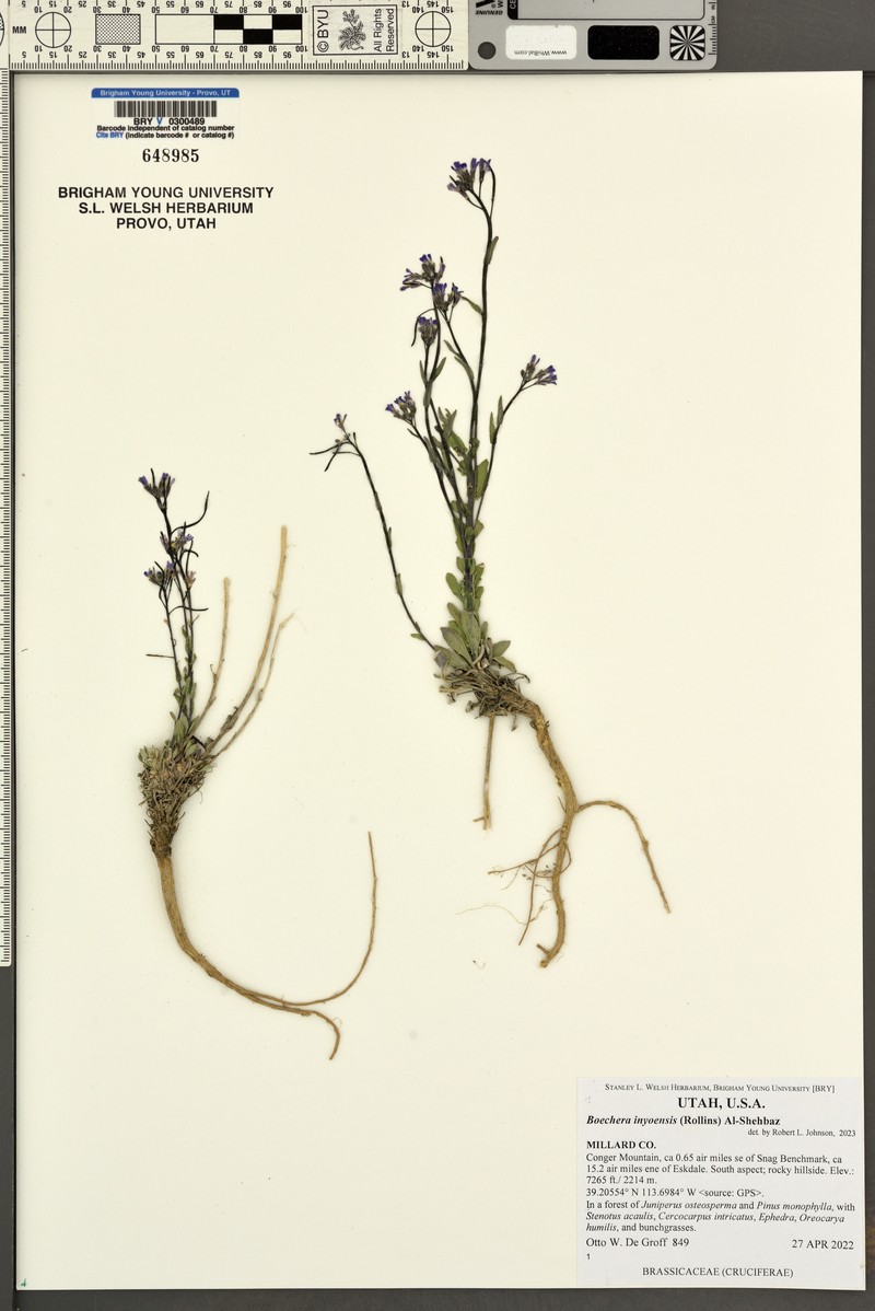 Inyo Rockcress photo 3