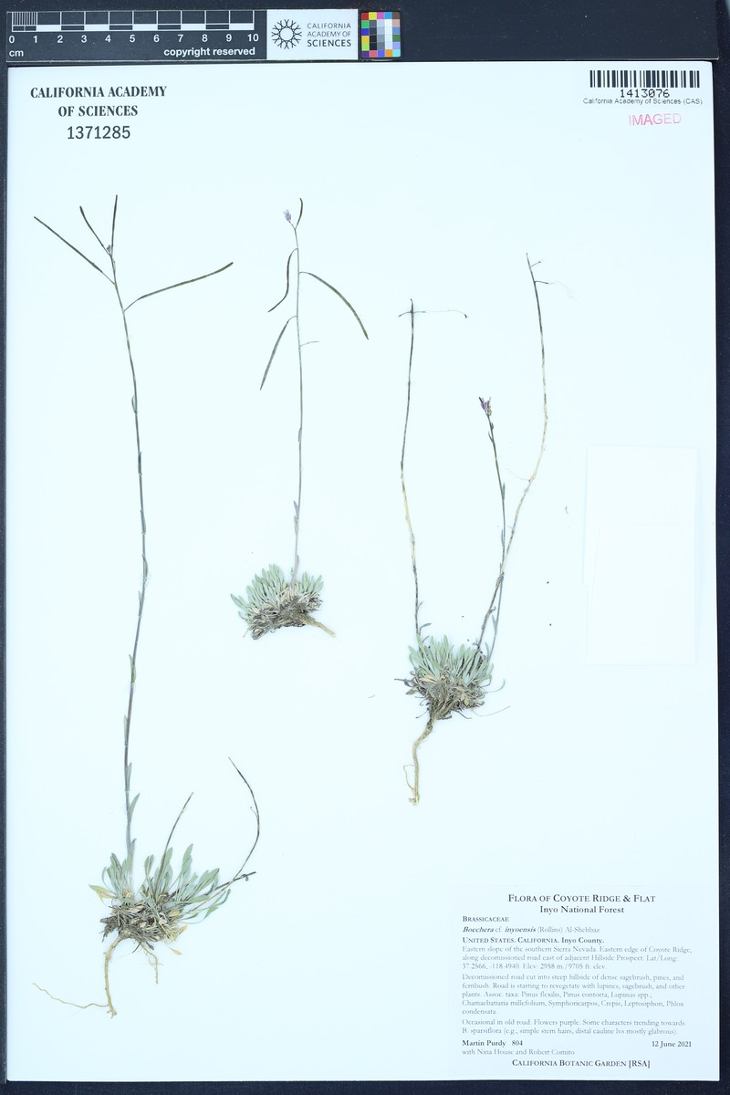 Inyo Rockcress photo 4
