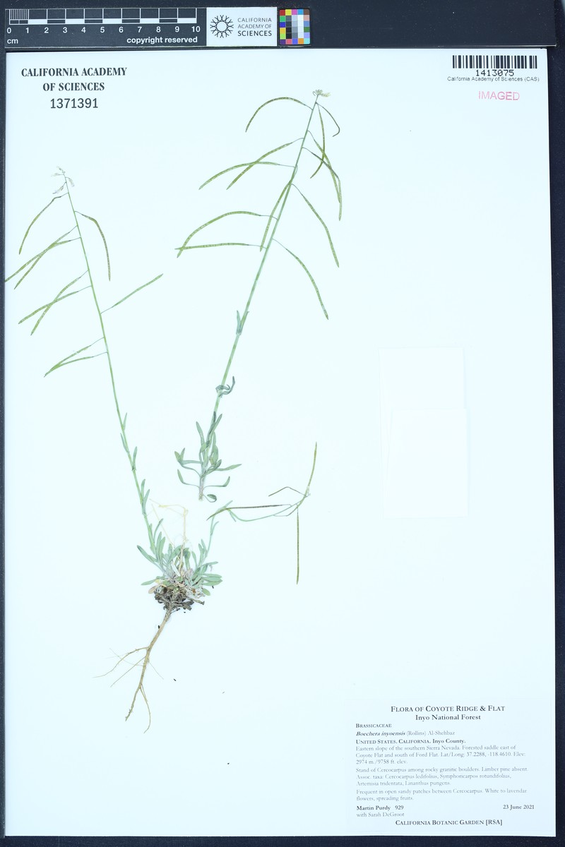 Inyo Rockcress photo 5