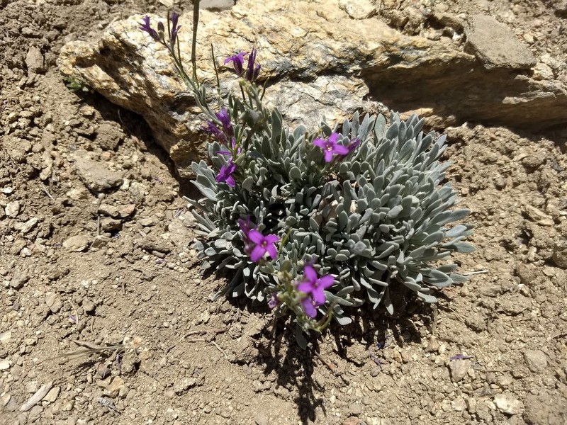 Cuyamaca Rockcress