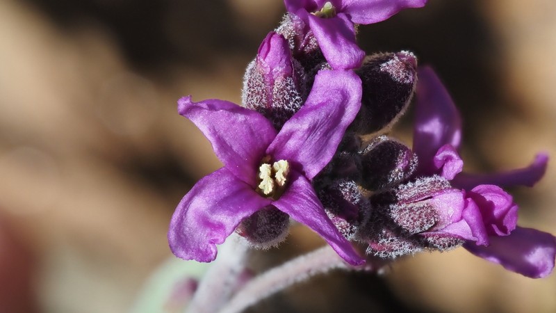 Cuyamaca Rockcress photo 3