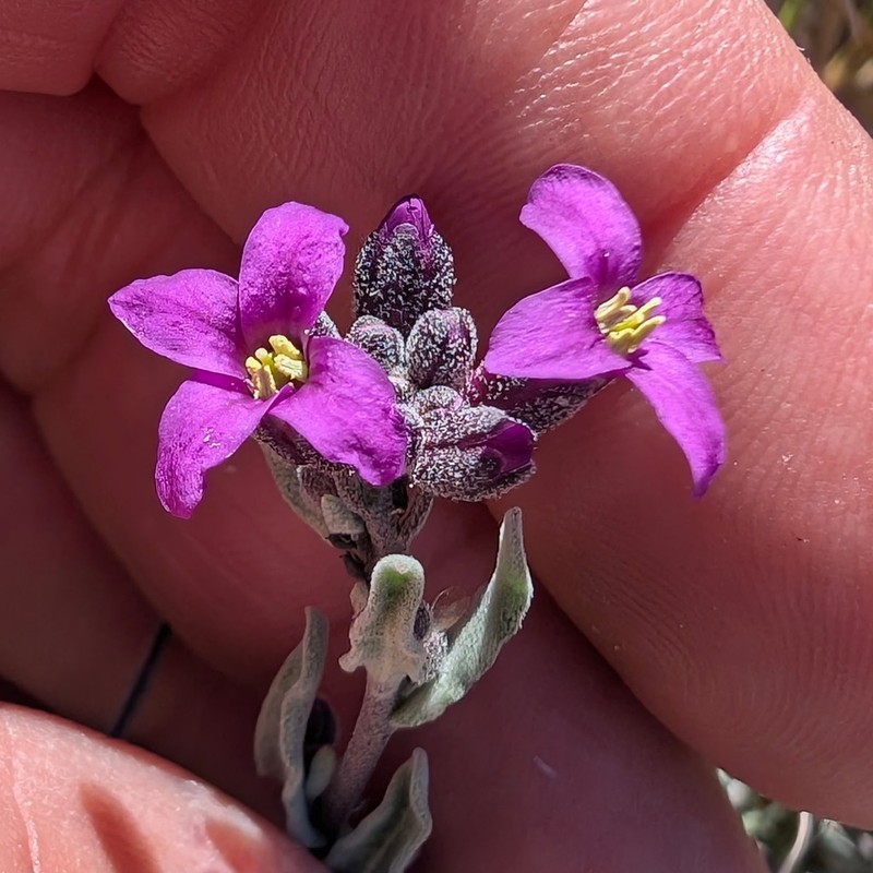 Cuyamaca Rockcress photo 6