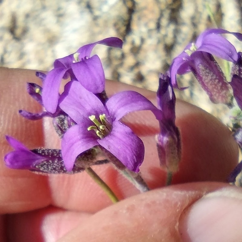 Cuyamaca Rockcress photo 7