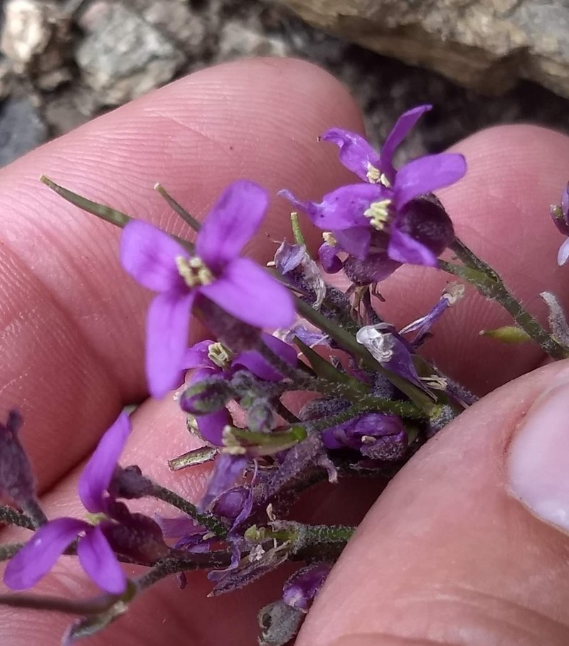Cuyamaca Rockcress photo 8