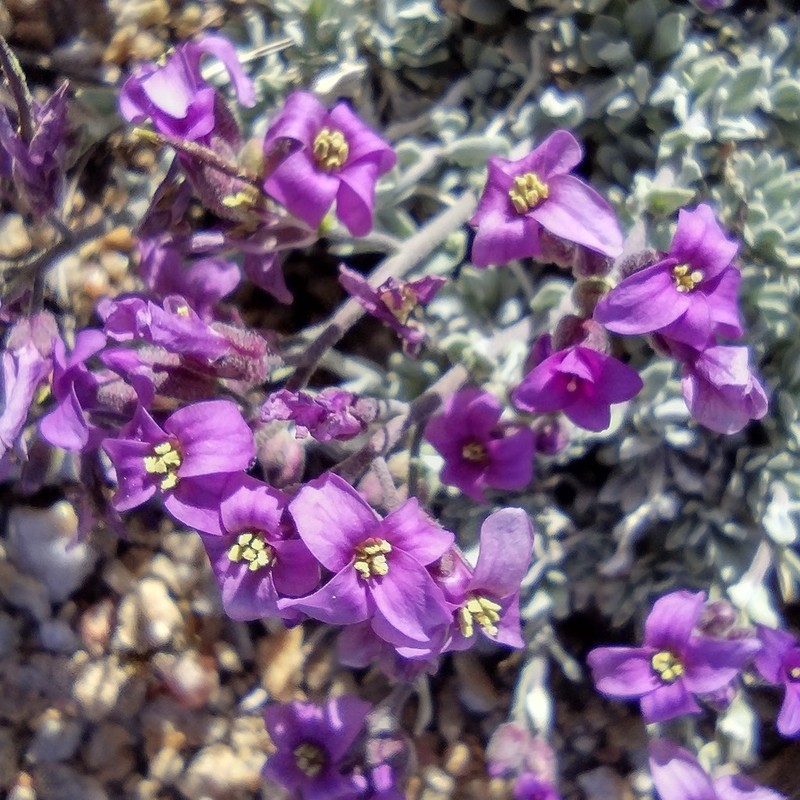 Johnston's Rockcress photo 2