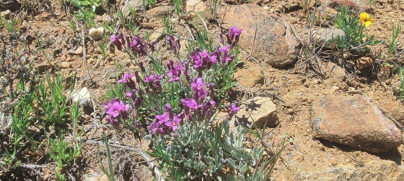 Johnston's Rockcress photo 4