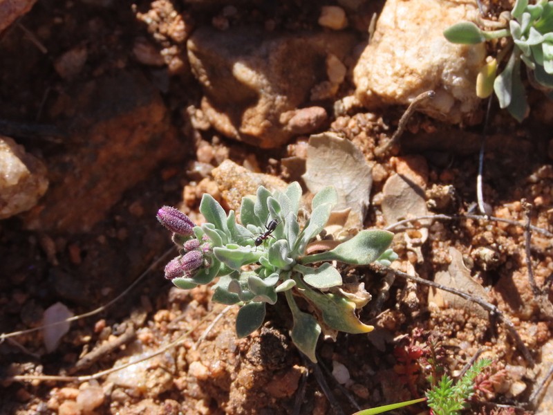 Johnston's Rockcress photo 5