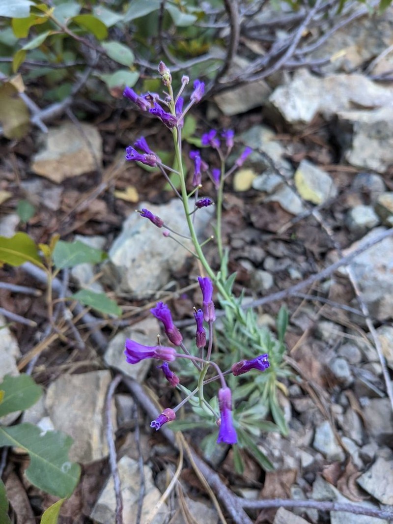 Koehler's Rockcress