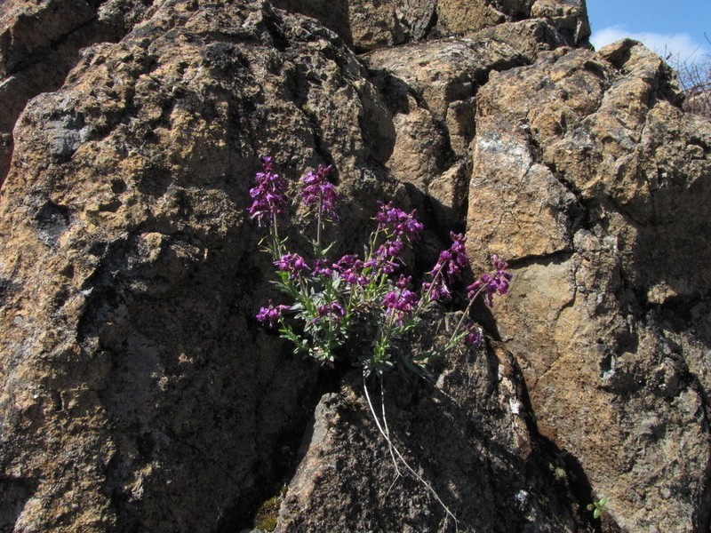 Koehler's Rockcress photo 2