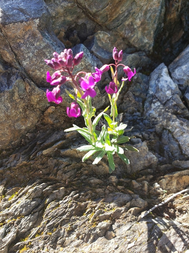 Koehler's Rockcress photo 3