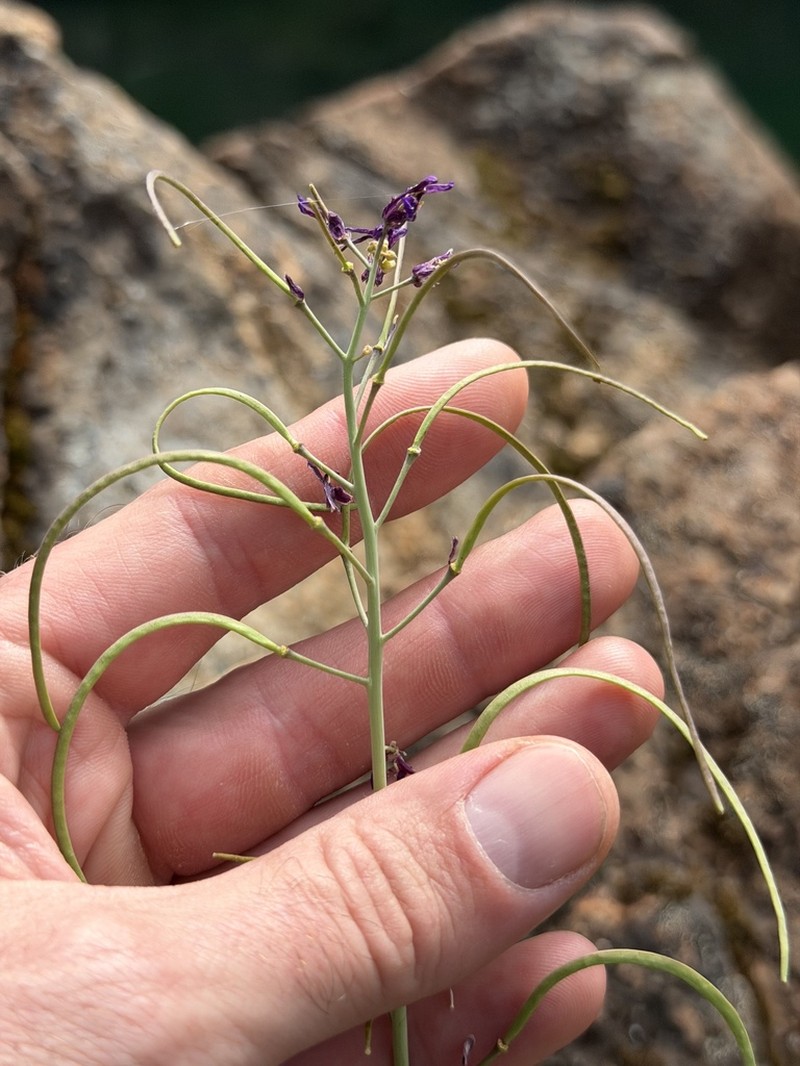 Koehler's Rockcress photo 4