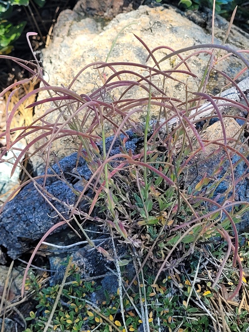 Koehler's Rockcress photo 5