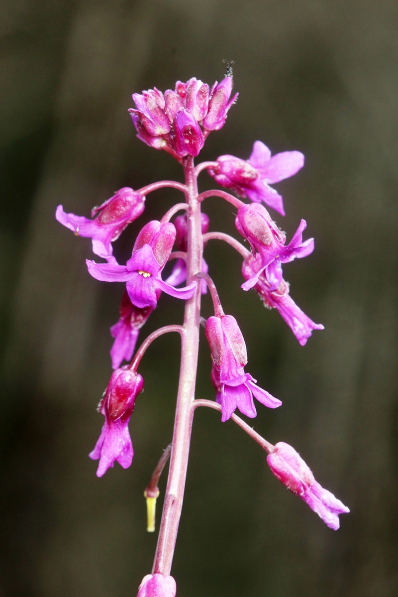Koehler's Rockcress photo 6
