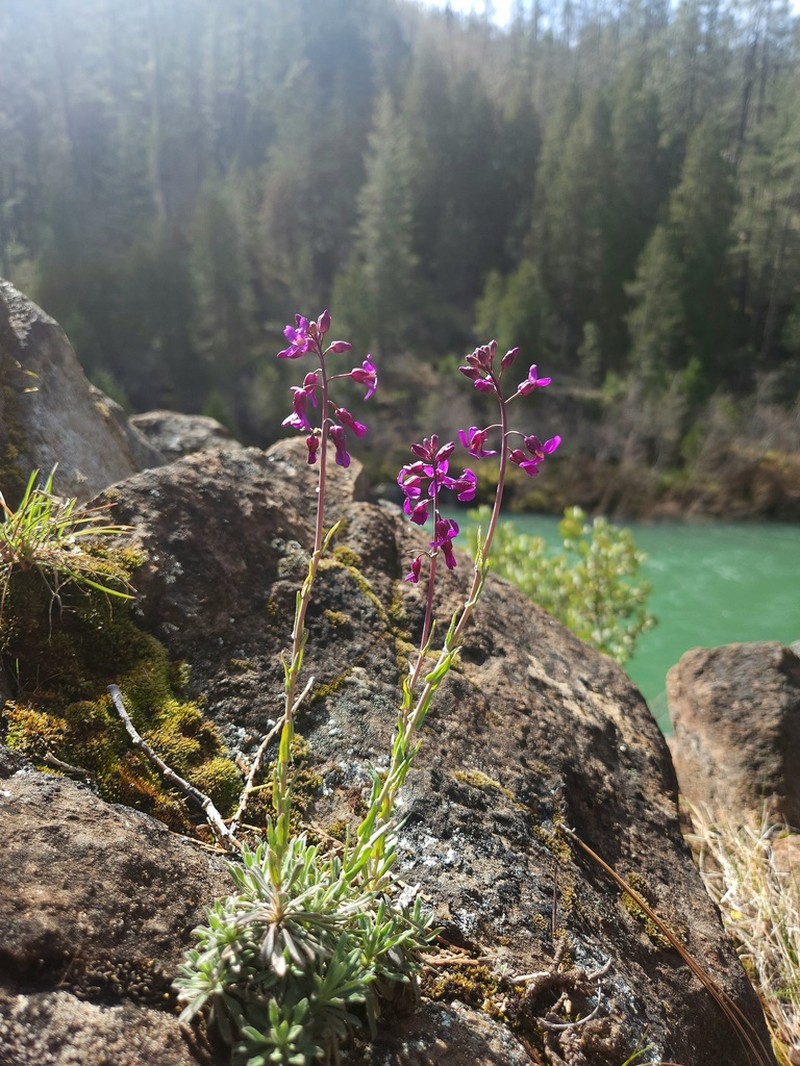 Koehler's Rockcress photo 7