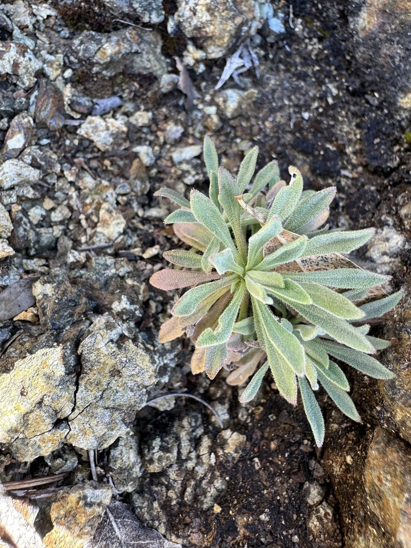 Koehler's Rockcress photo 8