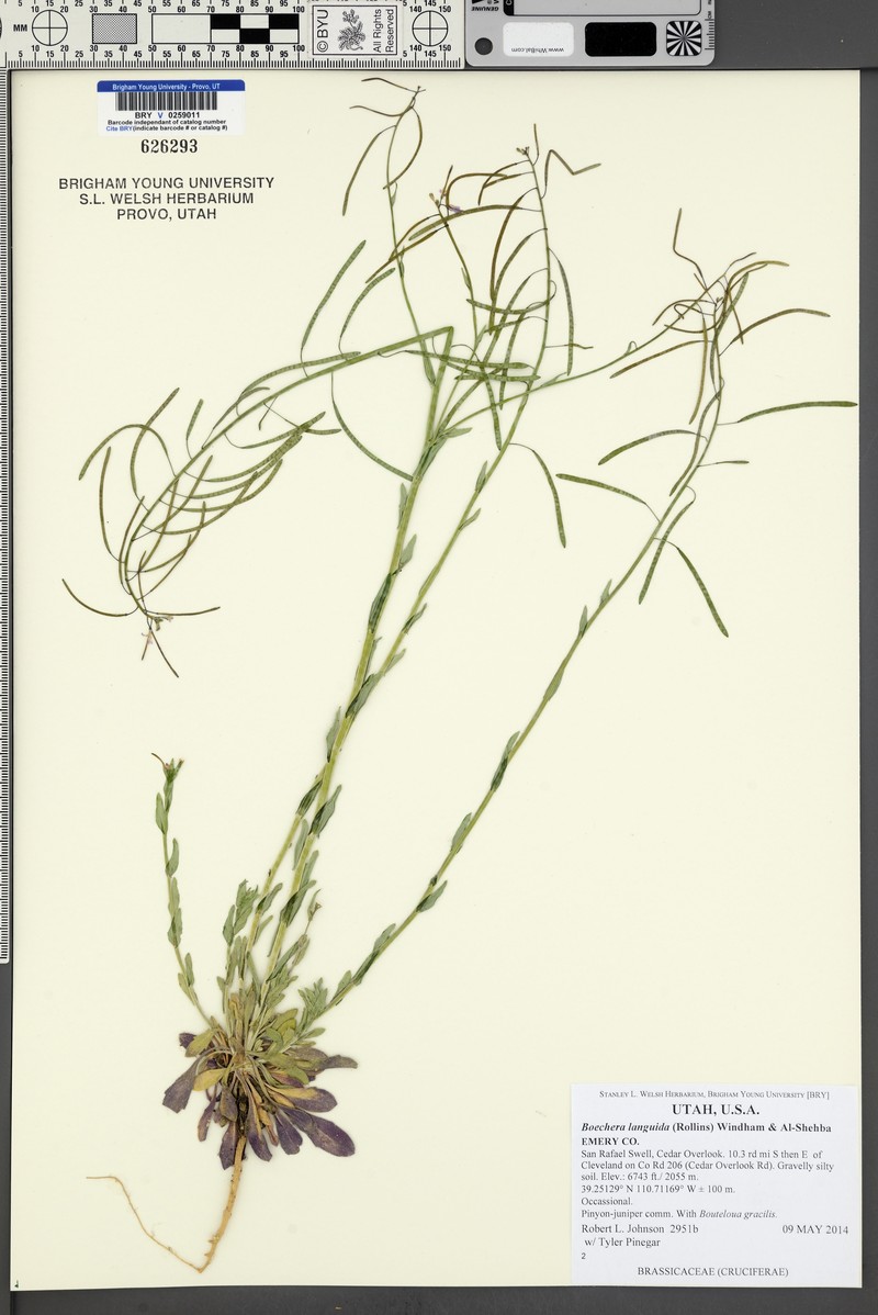 Boechera languida