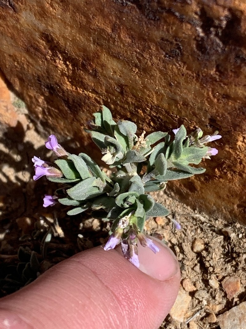 Wasatch Rockcress