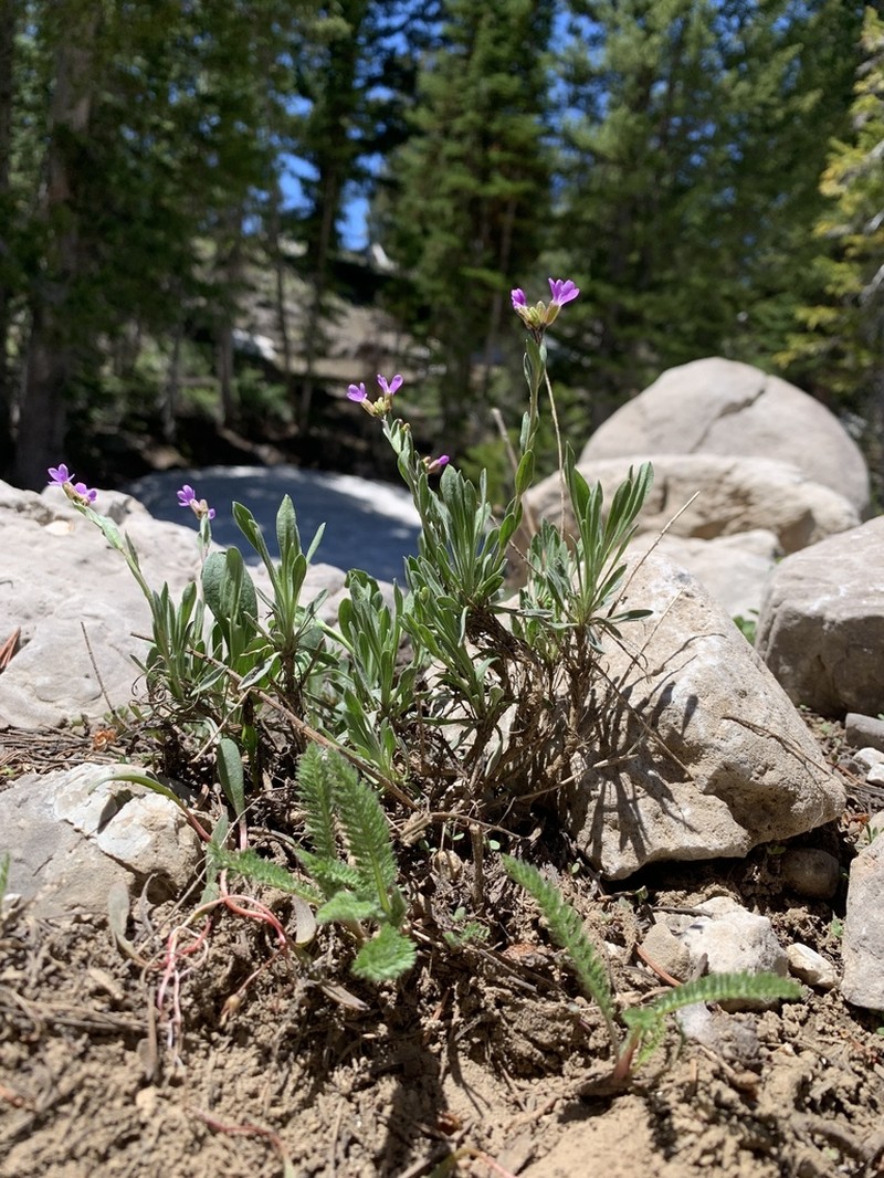 Wasatch Rockcress photo 2