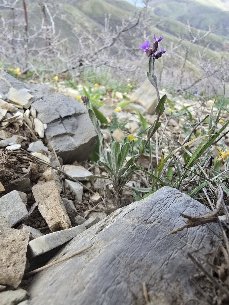 Wasatch Rockcress photo 3