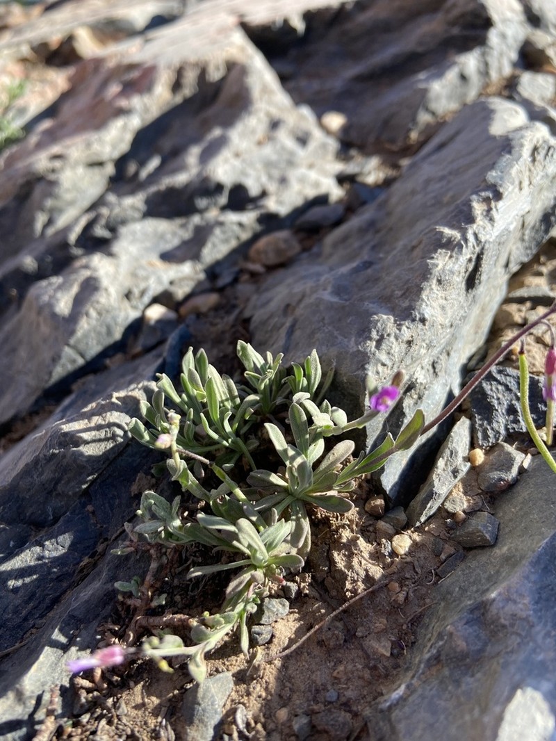 Wasatch Rockcress photo 4
