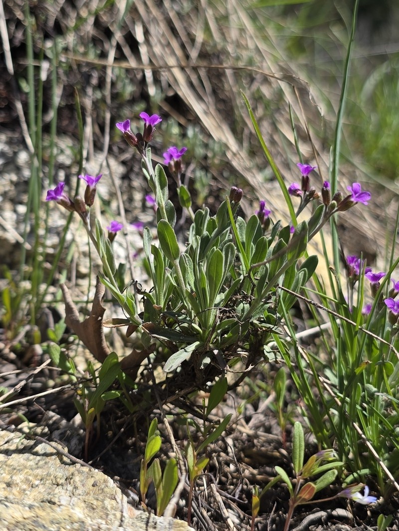 Wasatch Rockcress photo 5