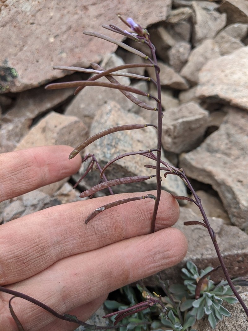 Cody's Rockcress photo 2