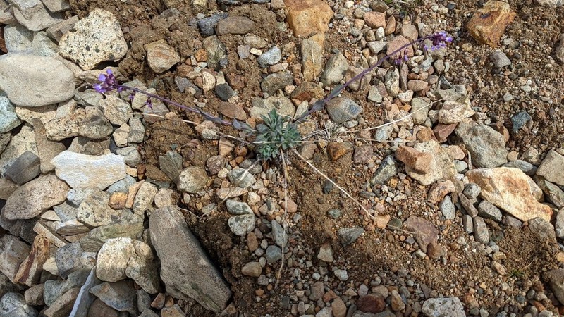 Cody's Rockcress photo 4