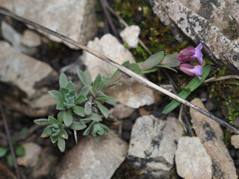 Cody's Rockcress photo 5