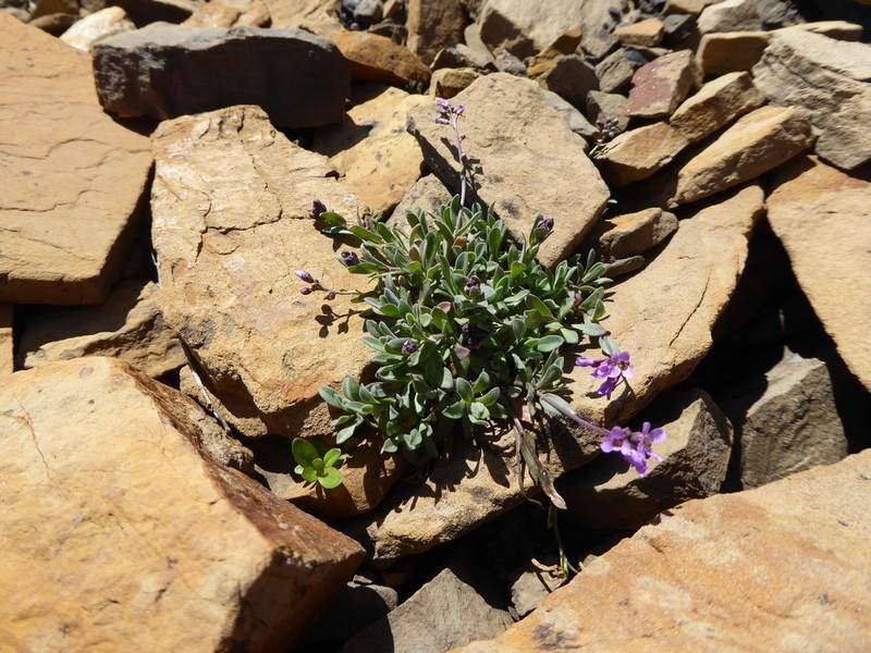 Cody's Rockcress photo 6
