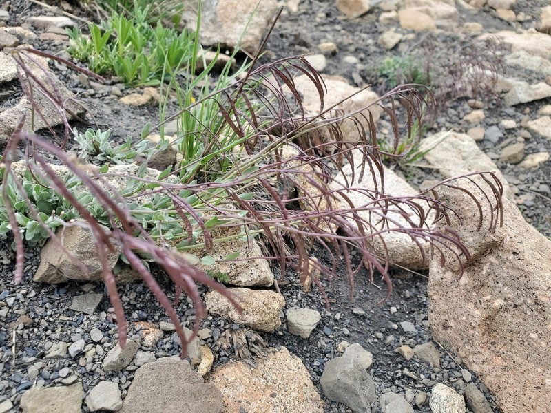 Cody's Rockcress photo 7