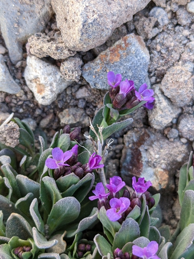 Lemmon's Rockcress