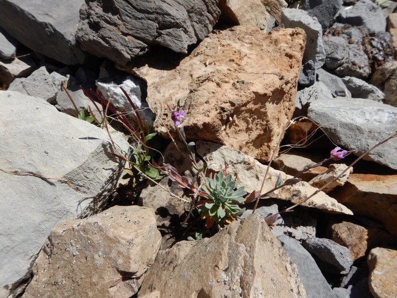 Lemmon's Rockcress photo 3