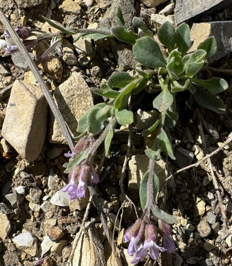 Lemmon's Rockcress photo 8