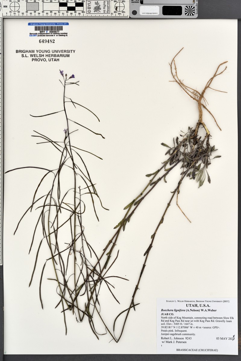 Desert Rockcress