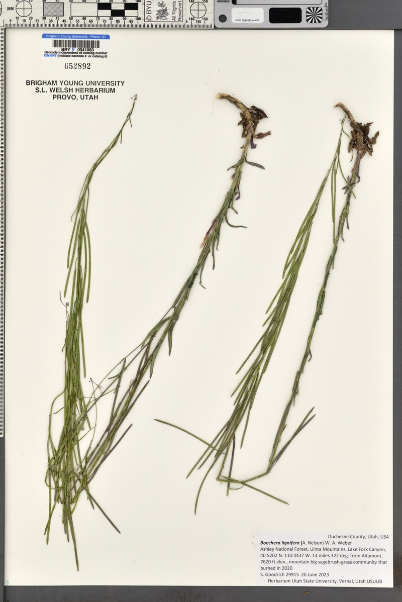 Desert Rockcress photo 2