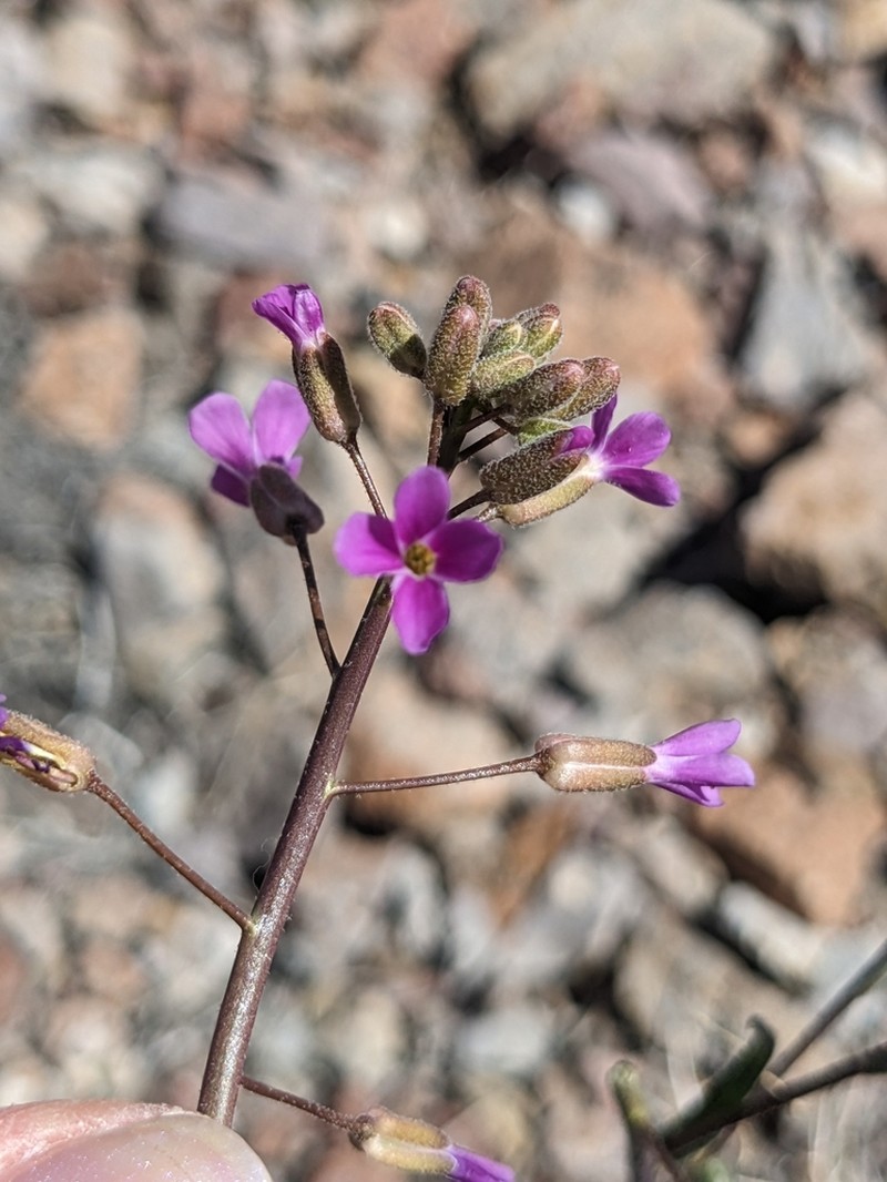 Boechera lincolnensis
