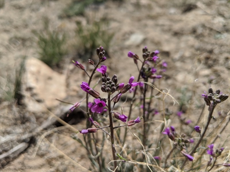 Boechera lincolnensis photo 2