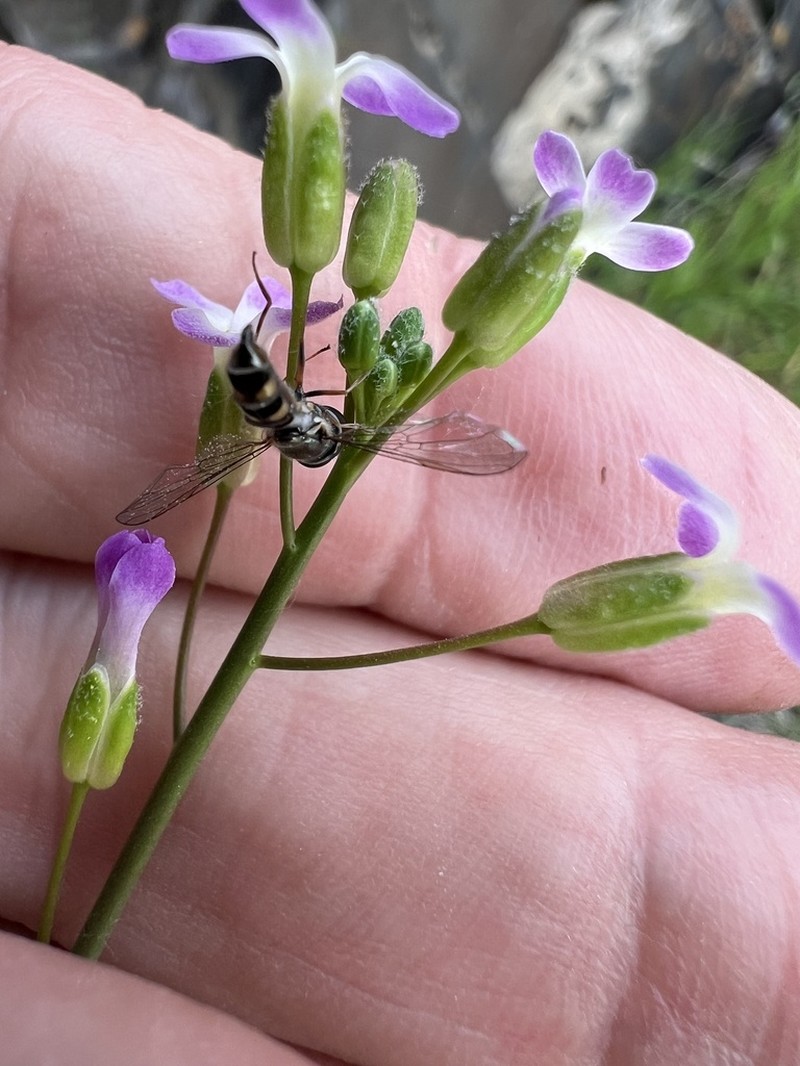 Boechera lincolnensis photo 3