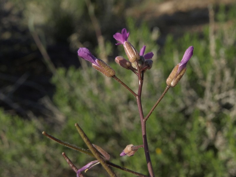 Boechera lincolnensis photo 4