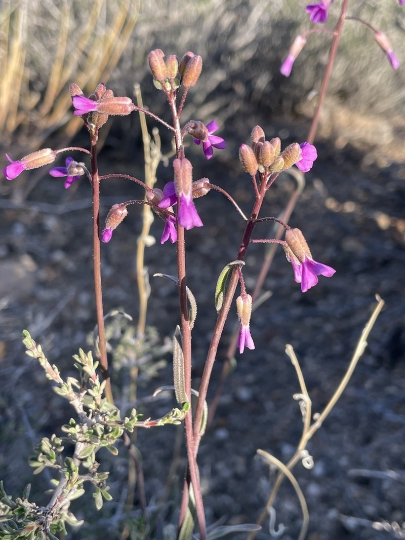 Boechera lincolnensis photo 5