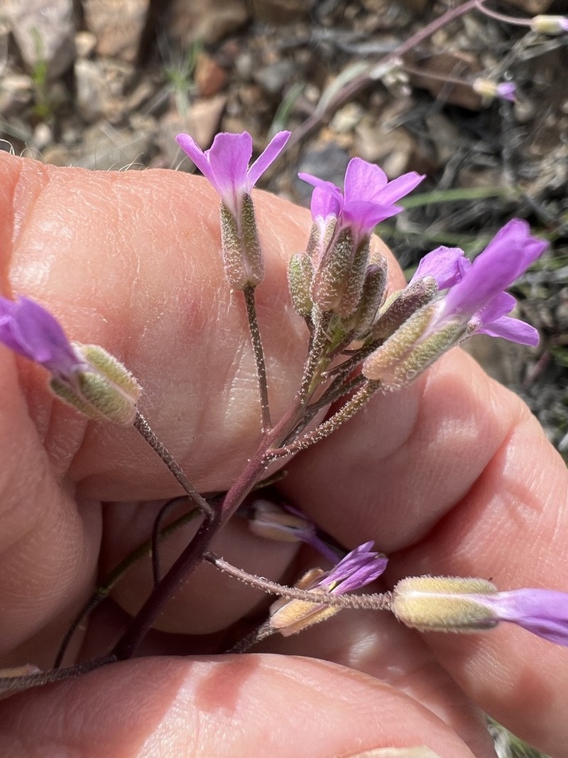 Boechera lincolnensis photo 6
