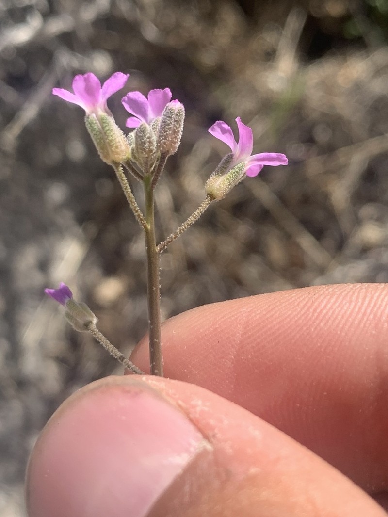 Boechera lincolnensis photo 7